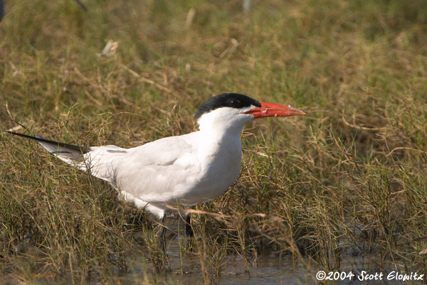 Caspian Tern