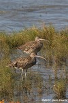 Far Eastern Curlew