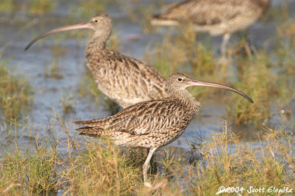 Far Eastern Curlew