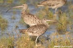 Far Eastern Curlew