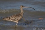 Far Eastern Curlew