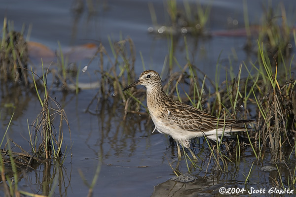 Sharp-tailed Sandpiper