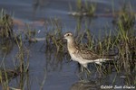 Sharp-tailed Sandpiper