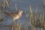 Sharp-tailed Sandpiper