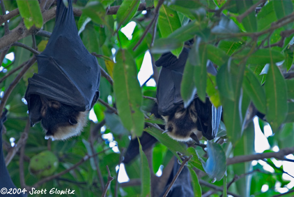 Flying Fox