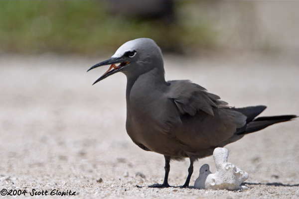 Brown Noddy