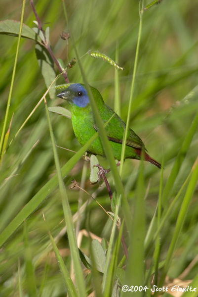 Blue-faced parrottfinch