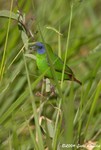 Blue-faced parrottfinch