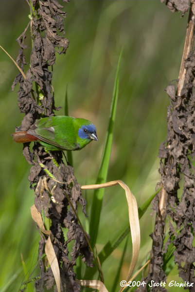 Blue-faced Parrotfinch