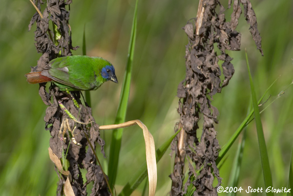 Blue-faced parrottfinch