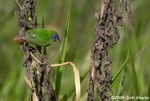 Blue-faced parrottfinch