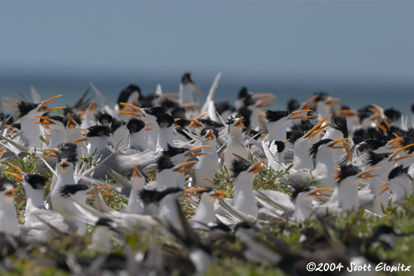 Lesser Crested Tern