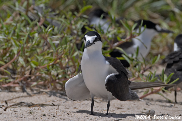 Sooty Tern