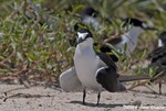 Sooty Tern