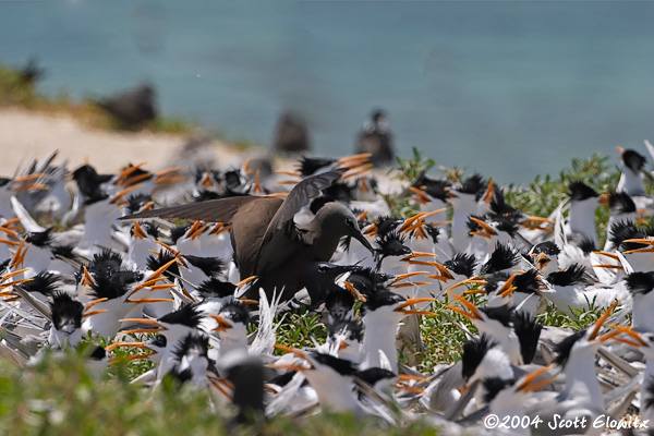 Common Noddy copulating Lesser Crested Tern