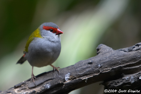 Red-browed Firetail