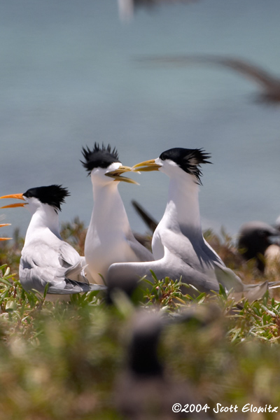 Great Crested Tern