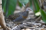 Buff-banded Rail