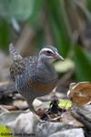 Buff-banded Rail