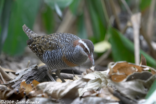 Buff-banded Rail