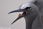 Common Noddy