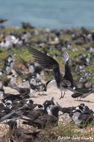 Sooty Tern & Common Noddy