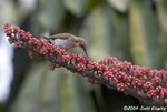 Brown-backed Honeyeater