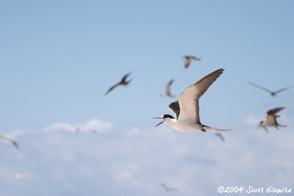 Sooty Tern