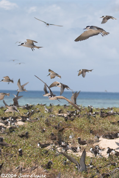 Sooty Tern