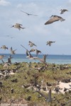 Sooty Tern