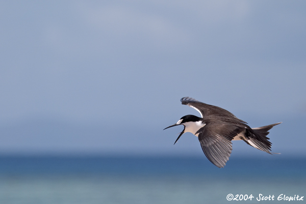 Sooty Tern