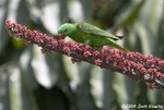 Scaly-breasted Lorikeet