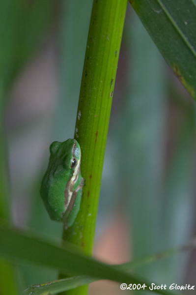 CRW_0294frog.jpg