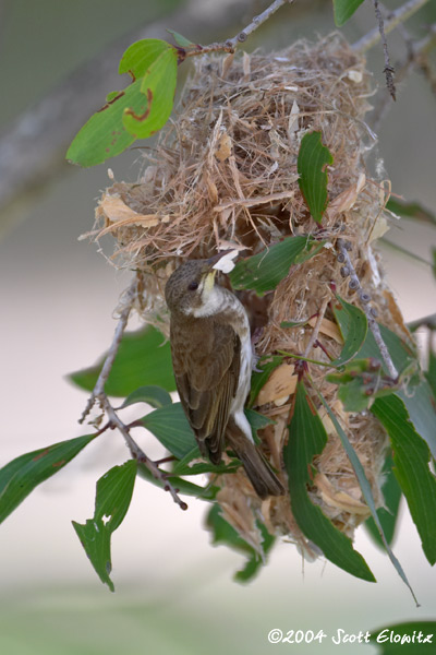 Brown-backed Honeyeater