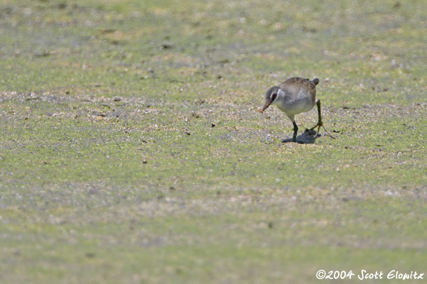 White-browed Crake