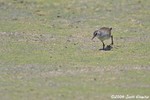 White-browed Crake