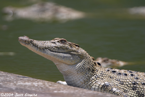 CRW_0361aligator.jpg