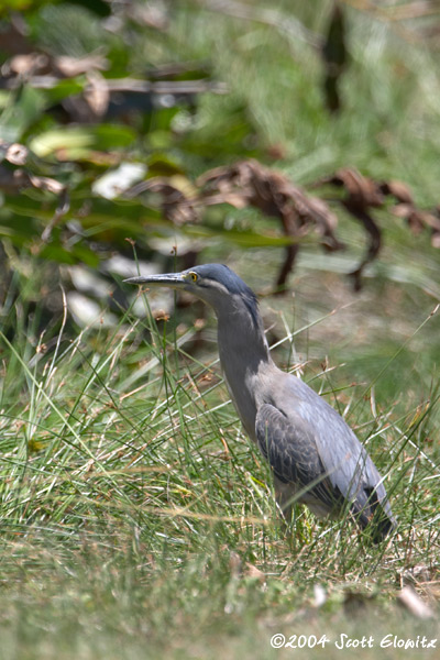 Striated Heron