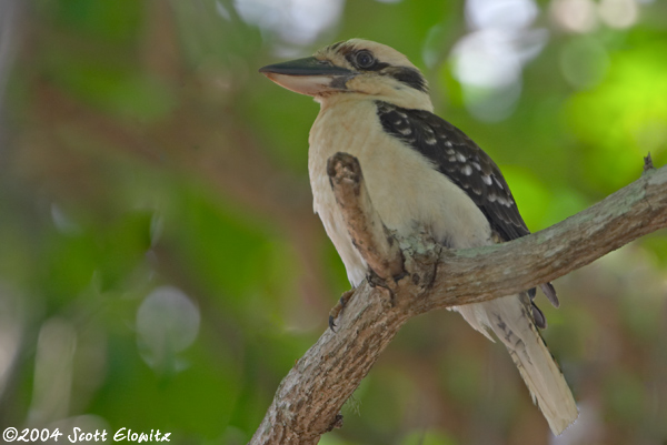 Laughing Kookaburra