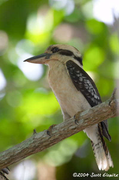 Laughing Kookaburra