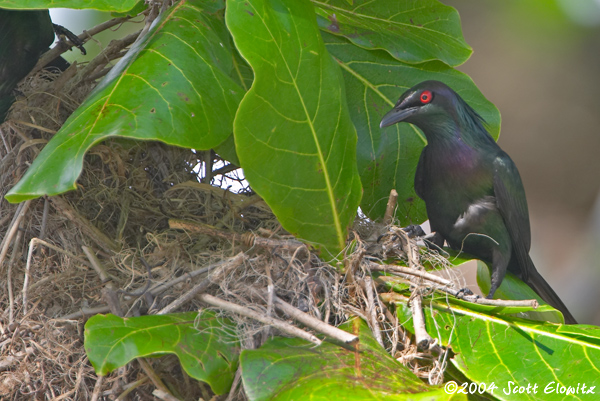 Metallic Starling