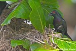 Metallic Starling