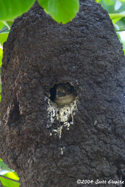 Laughing Kookaburra (chick)