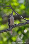 Laughing Kookaburra