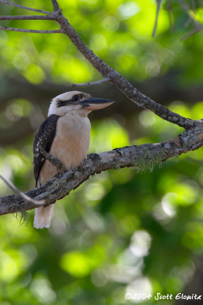 Laughing Kookaburra