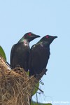 Metallic Starling