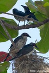 Metallic Starling juvinile