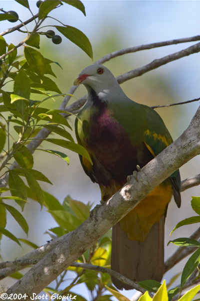 Wompoo Fruit-Dove