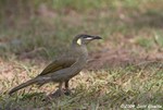 Lewin's Honeyeater