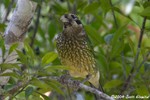 Spotted Catbird